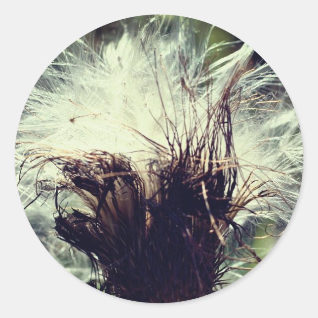 Thistle Fluff Flower Classic Round Sticker (Front)