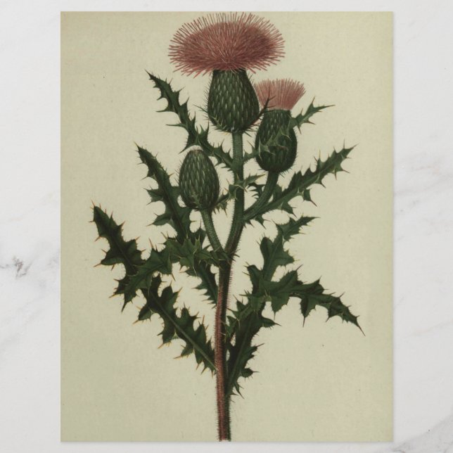 Thistle From Flowers and Ferns of America Paper (Front)