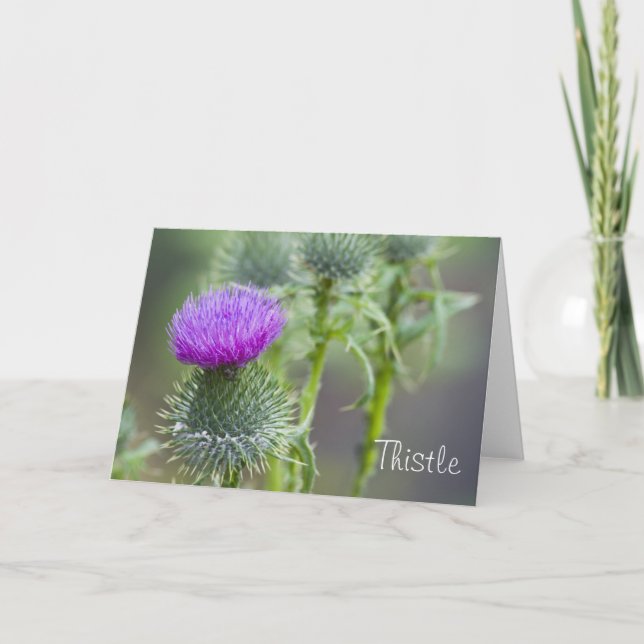 Thistle Greeting Card (Front)