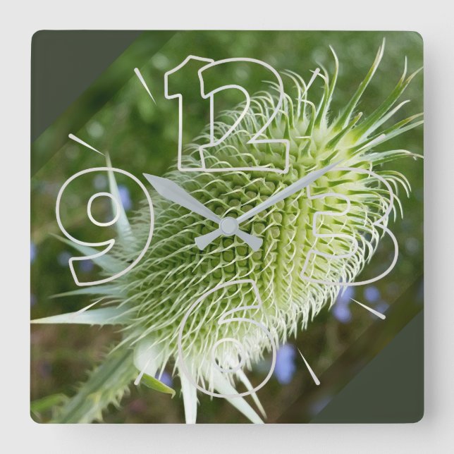 Thistle in the summer sun square wall clock (Front)