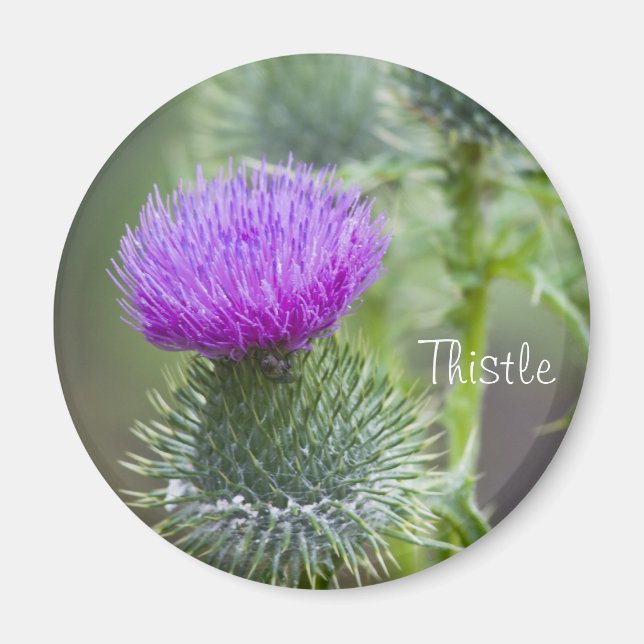 Thistle Magnet (Front)