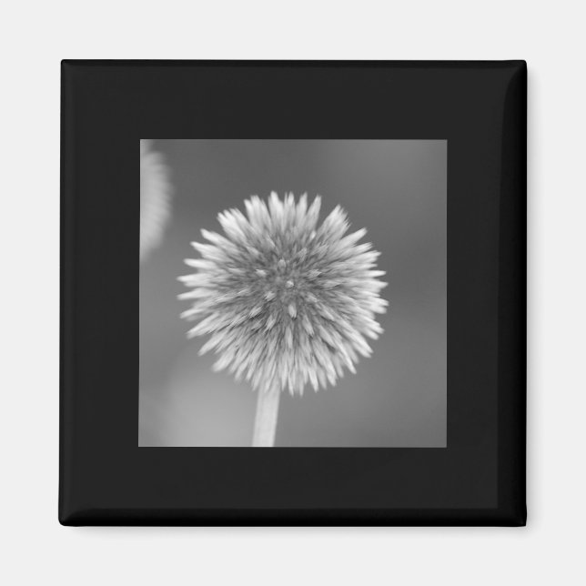 Thistle Magnet (Front)