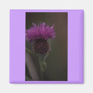Thistle Magnet