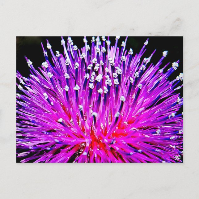 Thistle on the Back Roads of Texas Hill Country Postcard (Front)