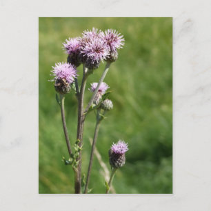 Thistle Postcard