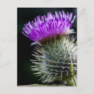 thistle postcard