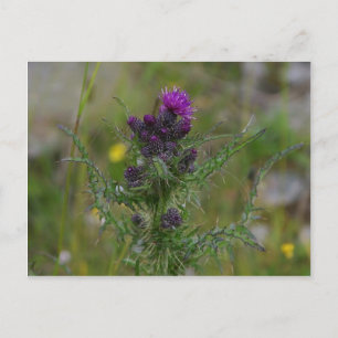 Thistle Postcard