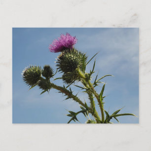 Thistle Postcard