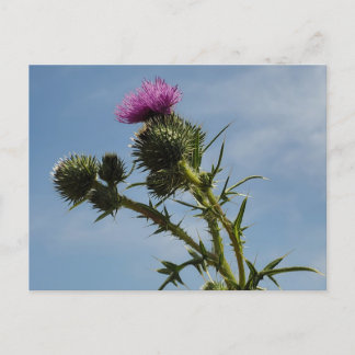Thistle Postcard