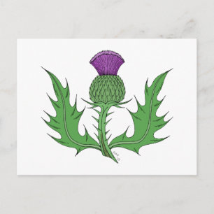 Thistle Postcard