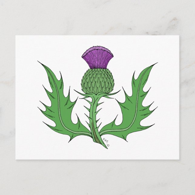 Thistle Postcard (Front)