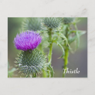 Thistle Postcard