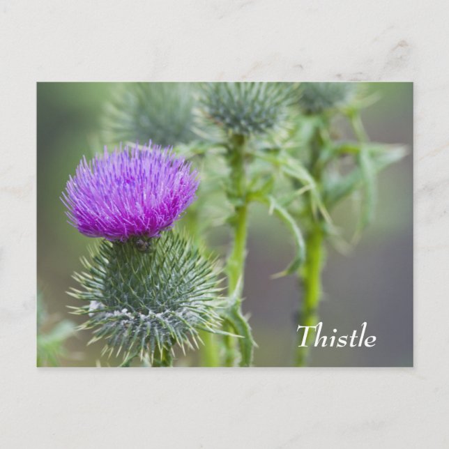 Thistle Postcard (Front)