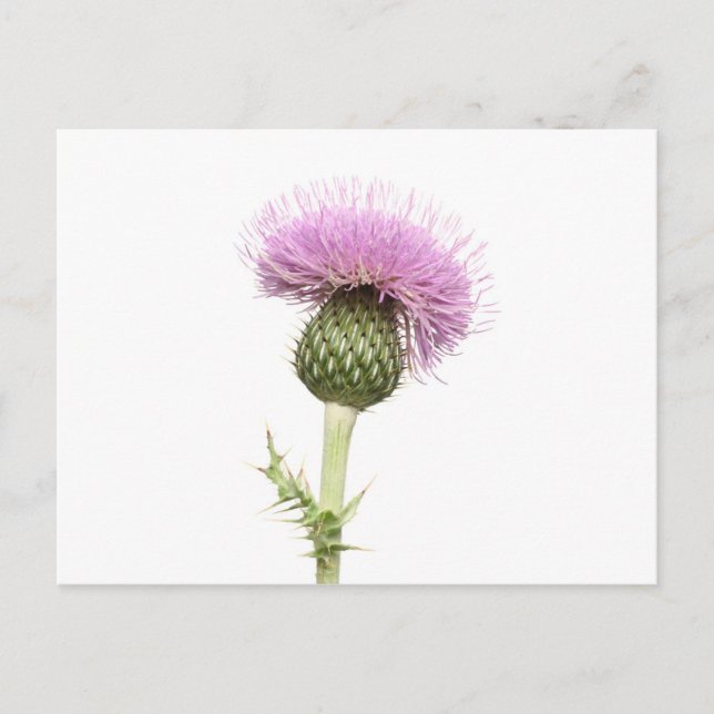 Thistle Postcard (Front)