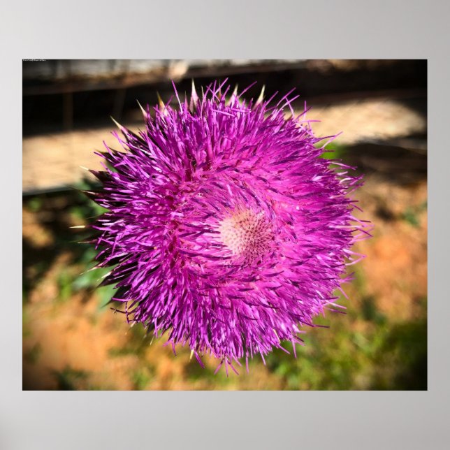 Thistle,  poster (Front)