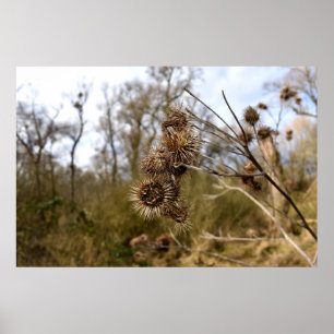 Thistle Poster