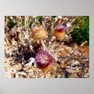 Thistle Poster