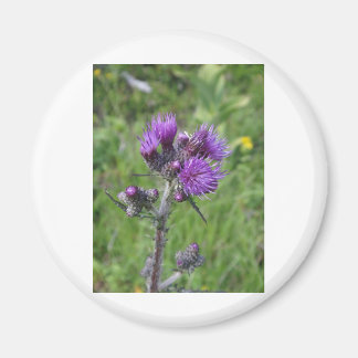 thistle purple magnet