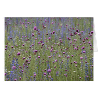 Thistle & Purple Strife Wild Flowers