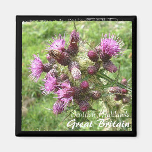 Thistle, Scottish Highlands, UK (Magnet) Magnet