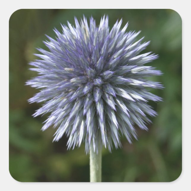 Thistle Stickers (Front)