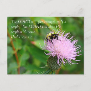 Thistle Wildflower Postcard