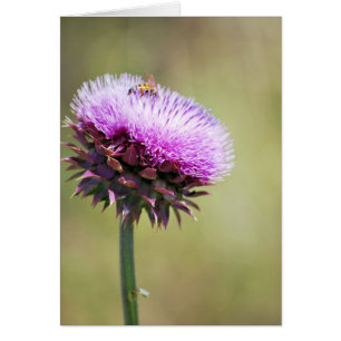 "Thistle with Bee" collection
