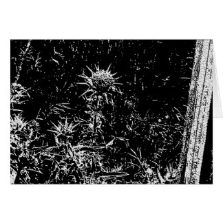 thistles