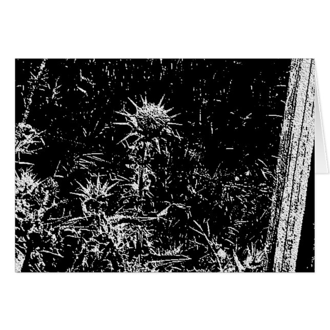 thistles (Front Horizontal)