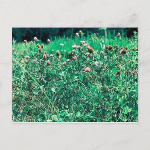 Thistles Postcard