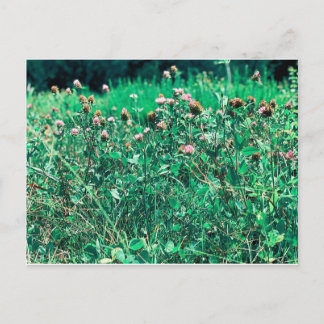 Thistles Postcard