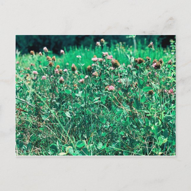 Thistles Postcard (Front)