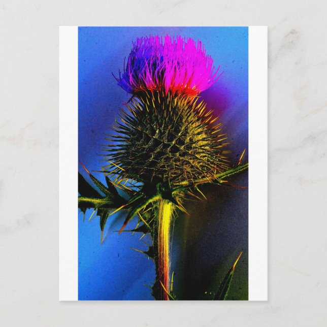 Thistles, The flower of Scotland. Postcard (Front)