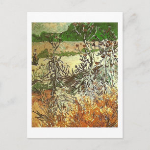 Thistles, Van Gogh Fine Art Postcard