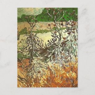 Thistles, Van Gogh Fine Art Postcard