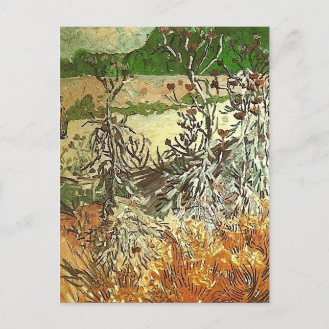 Thistles, Van Gogh Fine Art Postcard (Front)