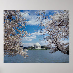 Thomas Jefferson Memorial with Cherry Blossoms Poster