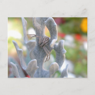 Thomisid Crab Spider Postcard