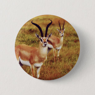 Thompsons Gazelle safari buttons & badges