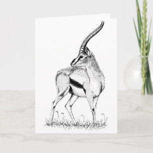 Thompson's Gazelle study Birthday Card
