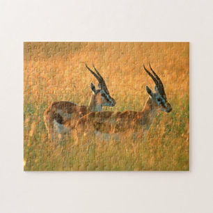 Thomson's Gazelle (Gazella Thomsonii) At Dawn Jigsaw Puzzle