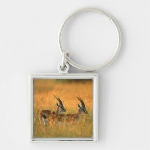 Thomson's Gazelle (Gazella Thomsonii) At Dawn Key Ring