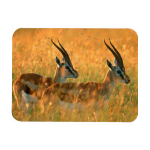 Thomson's Gazelle (Gazella Thomsonii) At Dawn Magnet