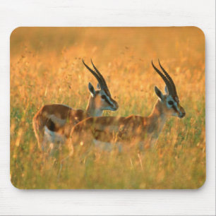 Thomson's Gazelle (Gazella Thomsonii) At Dawn Mouse Mat