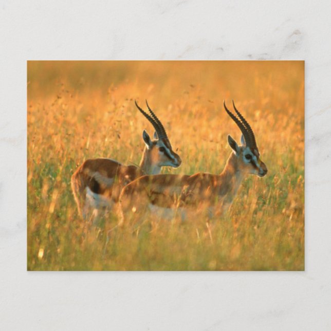 Thomson's Gazelle (Gazella Thomsonii) At Dawn Postcard (Front)