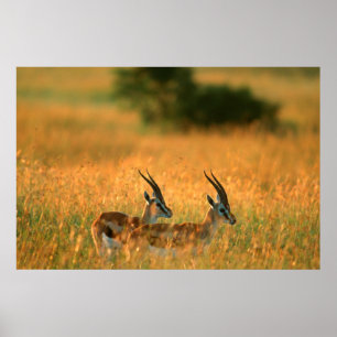 Thomson's Gazelle (Gazella Thomsonii) At Dawn Poster