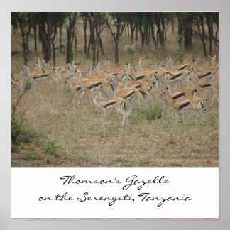 Thomson's Gazelle on the Serengeti, Ta... Poster