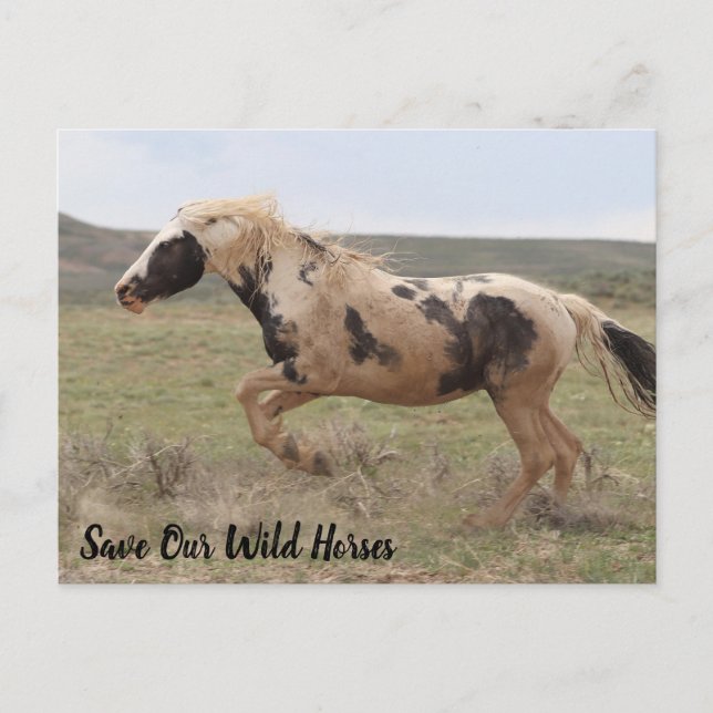 Thor McCullough Peaks Postcard (Front)