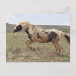 Thor McCullough Peaks Postcard