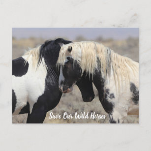 Thor McCullough Peaks Wild Horse Postcard